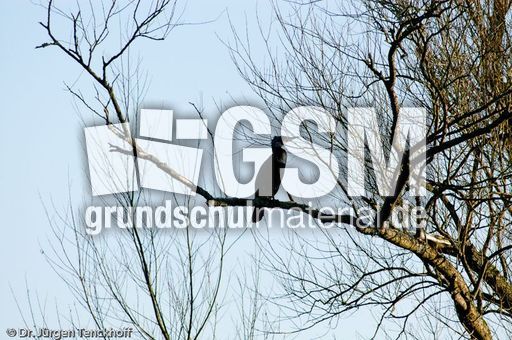 Kormoran (3 von 7).jpg